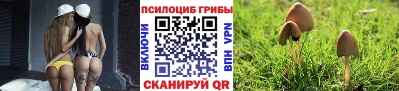 Купить где  Называевск  Псилоцибиновые грибы Psilocybine cubensis 